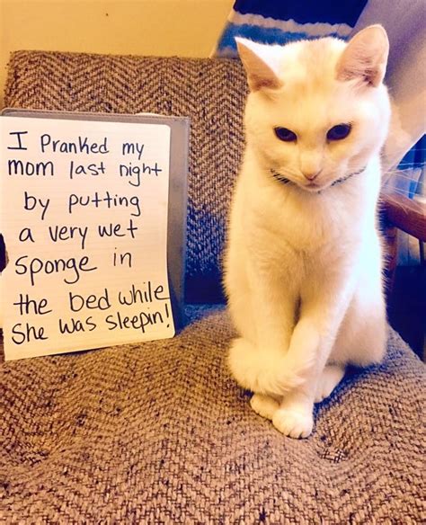 19 Things Youll Understand If You Have A Bad Cat