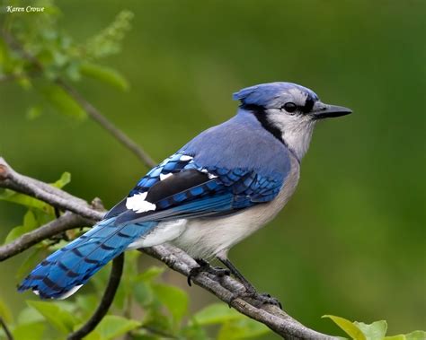 This is because acorns and beechnuts are an essential part of a jays diet. Wild life: Blue jay birds wallpaper | wild birds