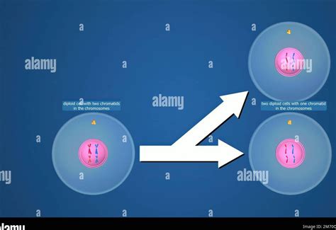 El Proceso De Reproducción Celular Concepto Fases Meiosis Y Mitosis