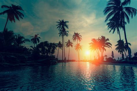 Nature Landscape Palm Trees Leaves Beach Wallpapers H