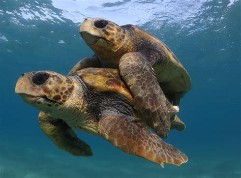 Efforts To Save Sea Turtles Are A Global Con Eurekalert