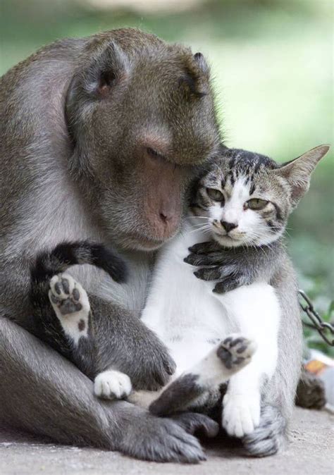 45 Adorable Animal Odd Couples Unlikely Animal Friends Unusual