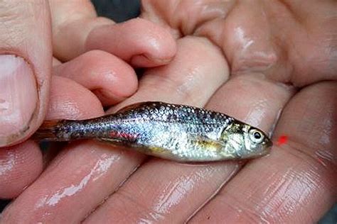 Minnow endangered no more? How the Oregon chub bounced ...