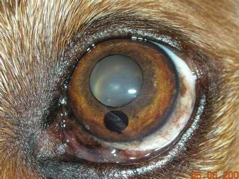 Can Dogs Get Cysts On Their Eyes