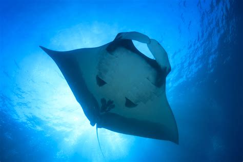 New Robotic Manta Ray Achieves Twice The Swim Speed Of Previous Models