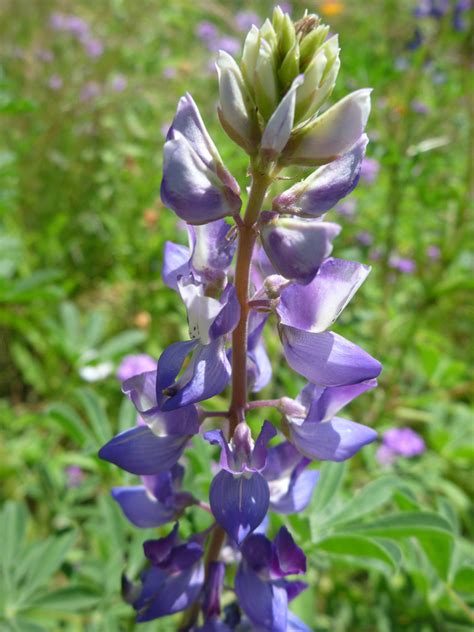 Valentine shrub, eremophila maculata 'valentine'. Purple flowers - pictures of Lupinus Succulentus, Fabaceae ...