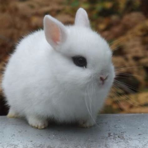34 Best Images About Dwarf Hotot Rabbits On Pinterest
