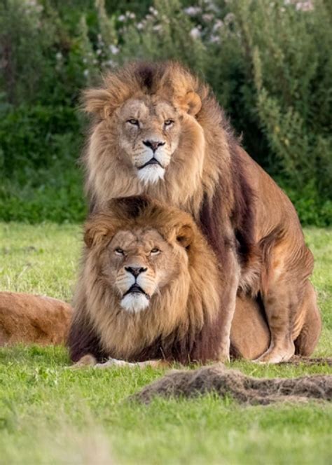 Two Male Lions Caught On Camera Being A Little More Than Just Friends
