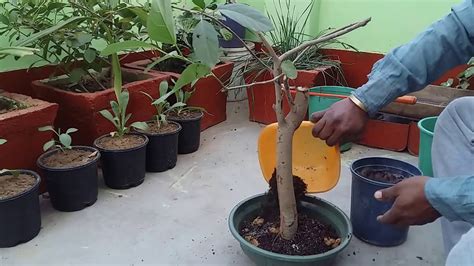 Growing bonsai tree requires special care, love, and attention that creates a healthy and beautiful environment. 48# Bonsai basic /How to grow Bonsai tree in INDIA - YouTube