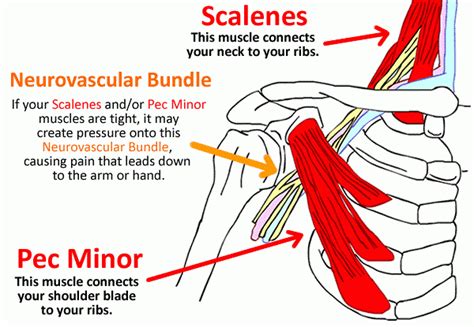 Tingling In The Shoulder Blade Causes And Natural Treatment