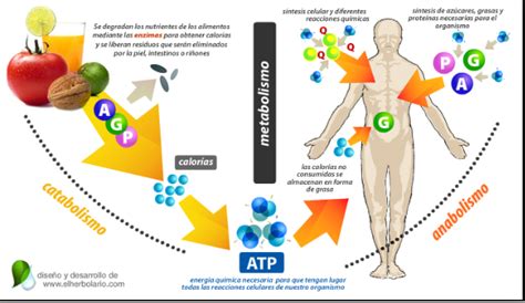 Metabolismo