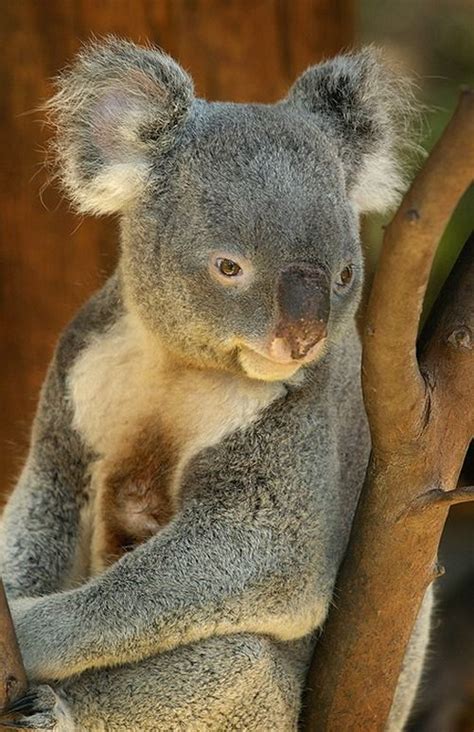 Amazing Wildlife Koala Photo Koalas By Paul Bratescu Koala Koala