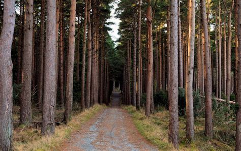 Straight Path Donard Forest Newcastle © Albert Bridge Cc By Sa20