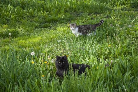 Two Cats In Tall Green Grass Hunt On A Sunny Summer Day Stock Photo