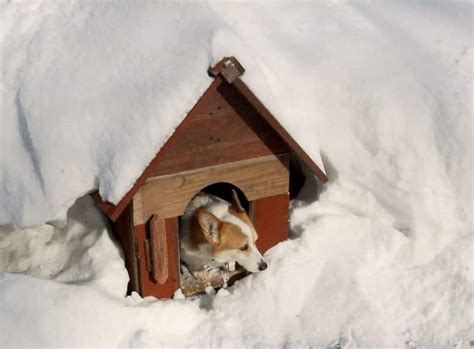 Are there any cats in the street? DIY Cold Weather Dog House: What to Know