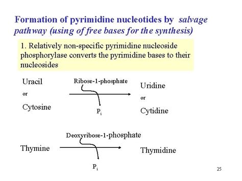 Metabolism Of Purine And Pyrimidine Nucleotides Dna Replication