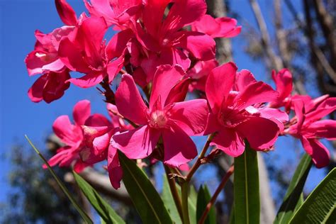 Bright Pink Oleander 1 Photograph By Linda Brody