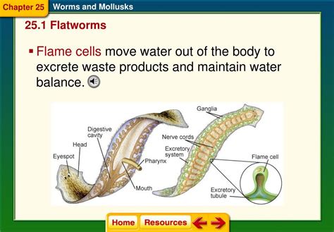 Ppt Chapter 25 Worms And Mollusks Powerpoint Presentation Free