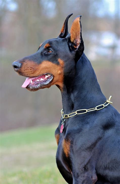 Doberman Breeders In The Usa With Puppies For Sale Puppyhero