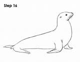 Draw Seehund Malen Seals Focas Foca Robbe How2drawanimals Einfach Tiere Lernen Leon Hermano Motivo León sketch template