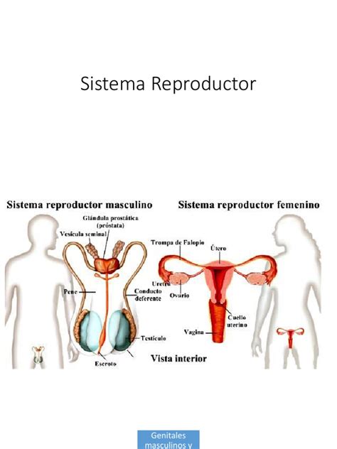 Sistema Reproductor Femenino Y Masculino Pdf Hormona Luteinizante