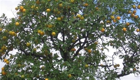 How To Plant Orange Trees In Florida Garden Guides