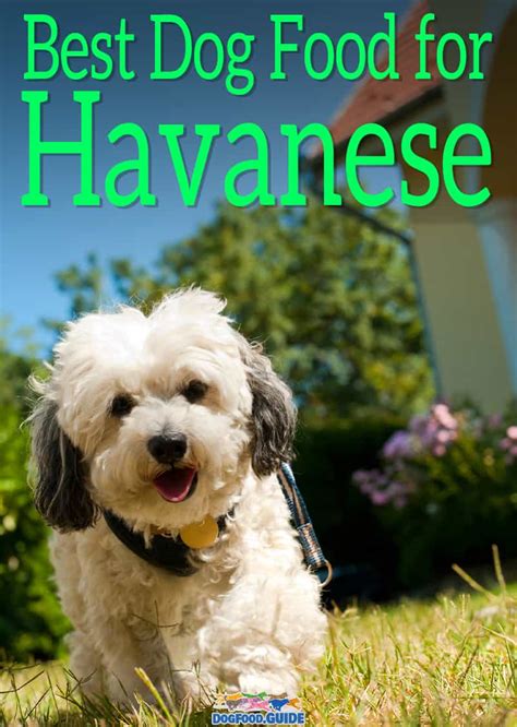 4.7 out of 5 stars 649. 10 Healthiest & Best Dog Food for Havanese in 2021