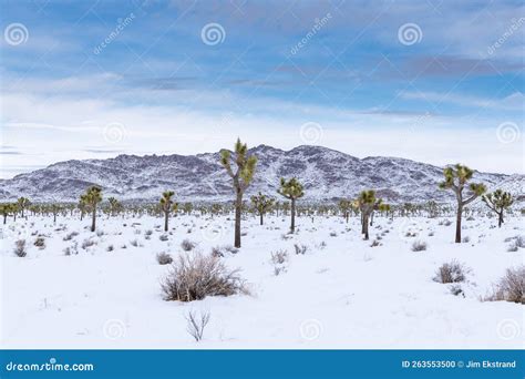 Snow Covered Desert In Joshua Tree National Park Stock Photo Image Of