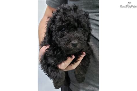 Sold Aussiedoodle Puppy For Sale Near Tucson Arizona F62570e3 35e1