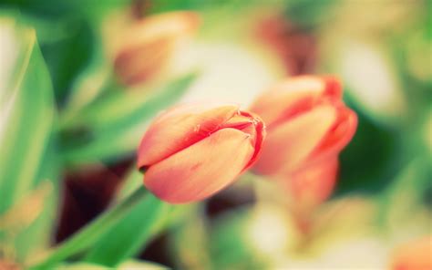 Tulips Flowers Depth Of Field Wallpapers Hd Desktop And Mobile