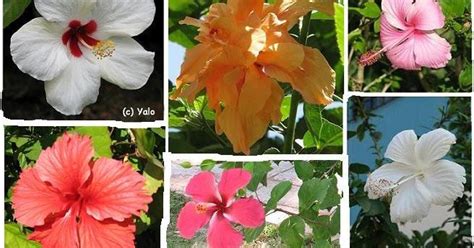 9 Best Flora Y Fauna De La Republica Dominicana Images On