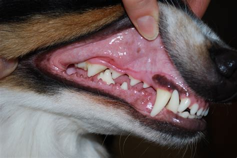 How To Brush Dogs Teeth Step By Step Guide King West Vets