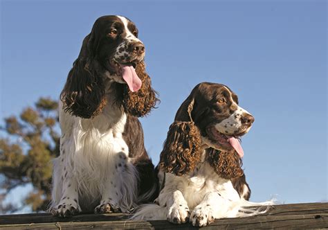 Puppy training classes can help all owners develop a strong bond with their english springer spaniel puppy and are a good opportunity for some english springer spaniels are known for their splotches and freckles. Field bred springer spaniel puppies oregon