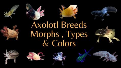 All The Axolotl Breeds Colors And Morphs Videos Youtube