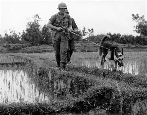 Vietnam War Us Army 101st On K9 Patrol Mekong Delta 1968 Glossy 8x10