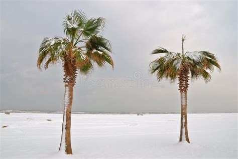 Palm Trees In Winter Stock Photo Image Of Weather Nice 20067374