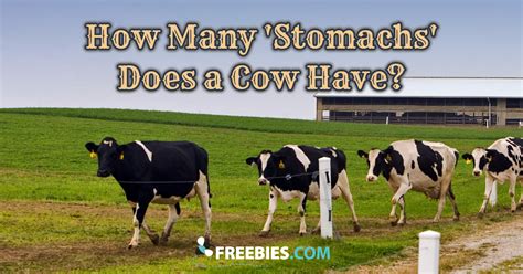 Ruminant stomachs have four compartments: TRIVIA: How many 'stomachs'?