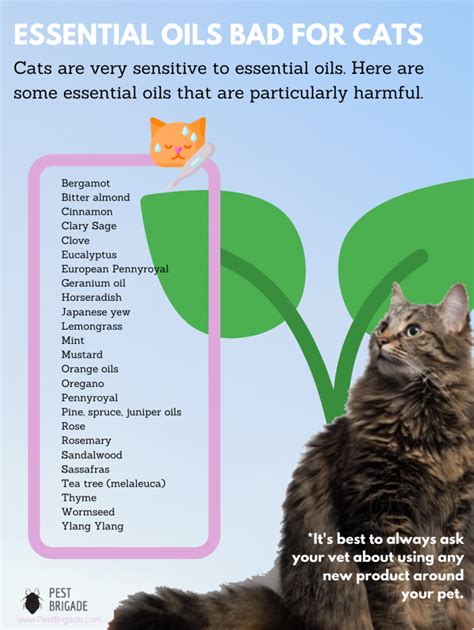 Forget everything bad you've been told about using essential oils for your beloved feline friends! Which Essential Oils Are Bad for Cats? - Pest Brigade