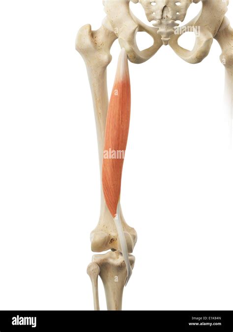 Equipo Humano Músculos Semitendinoso Ilustraciones Fotografía De Stock