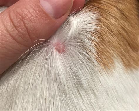 I Noticed A Small Hard Bump On The Back Of My Dogs Neck What Is This