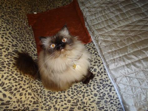 We are located in northern california and don't ship cats. About Joy - Persian Cat Rescue & Other Breeds