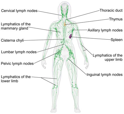 Allergies And Swollen Lymph Nodes Whats The Link Youmemindbody