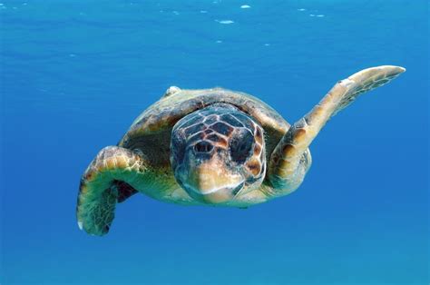 Loggerhead Turtle Facts And Information Guide American Oceans