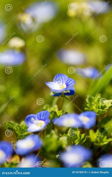 Little Blue Flowers In The Nature Stock Image Image Of Flower Beauty