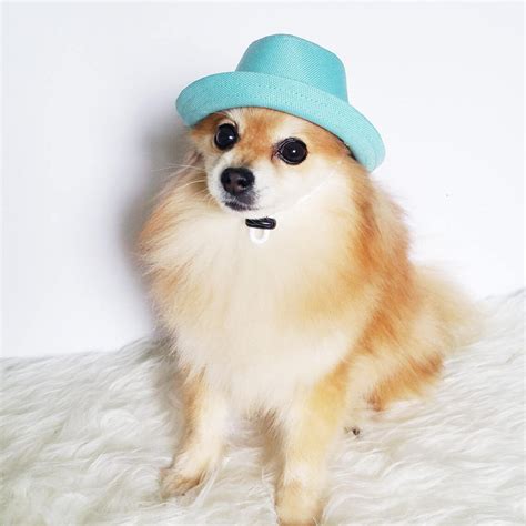 Fedora For Dogs Cats Handmade Dog Hats Dog Caps Summer Etsy Canada