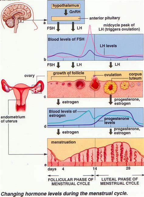 Anatomia Del Aparato Reproductor Femenino Ciclo Menstrual Hormona