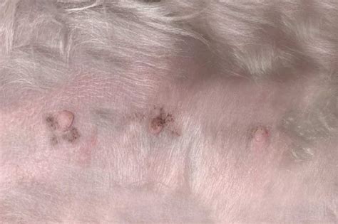 Dog Scabs On Nipples Causes Symptoms And Care Vet Answer Hepper