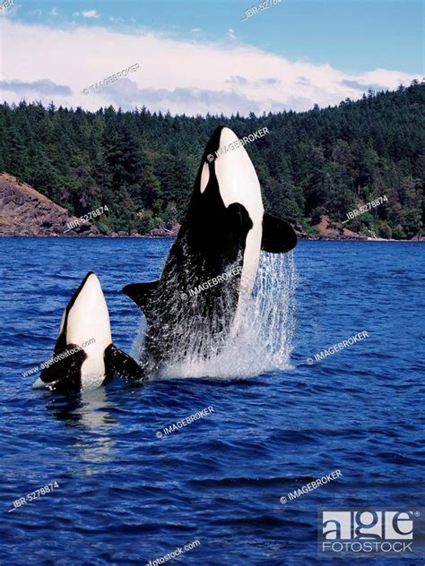 Killer Whale Orcinus Orca Mother And Calf Leaping Canada North