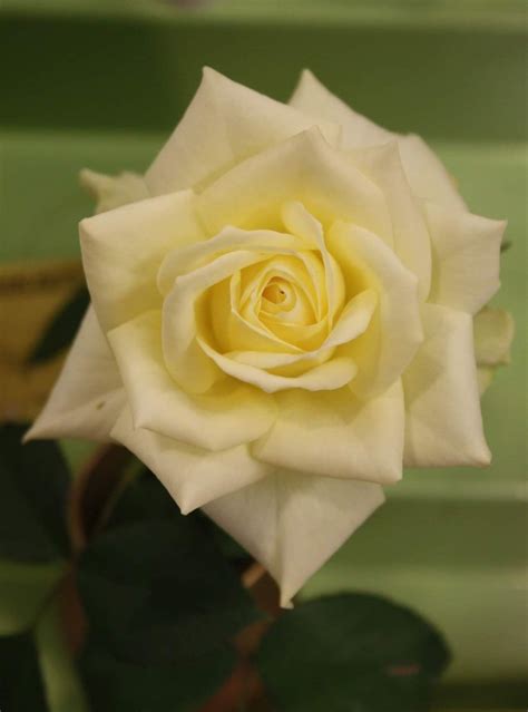 Pin By Jennifer Siefert On A Rose By Any Other Name Beautiful Flowers Beautiful Roses Flower