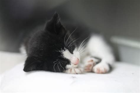 Adopt Cat Kittens Available For Adoption Masterton Masterton Spca